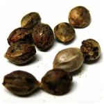 Семена марихуаны АК-47  (Seeds AK-47) в Фокино